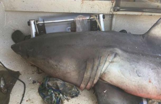 Un gran tiburón blanco saltó dentro del barco de un pescador en Australia